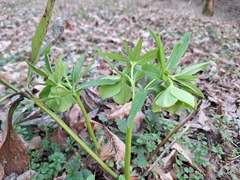 Helleborus odorus, photograph Dávid Horváth, CC BY, iNaturalist via GBIF