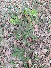 Helleborus odorus, photograph Dávid Horváth, CC BY, iNaturalist via GBIF