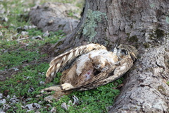 Bubo virginianus virginianus