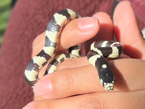 iNaturalist observation photo of California King Snake