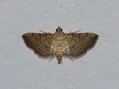 Salbia