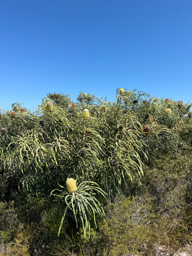 Banksia speciosa, photograph 5