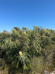 Banksia speciosa, photograph (c) Tyler Anthony, some rights reserved (CC BY)