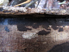 Dendrophora versiformis