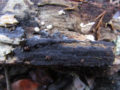 Dendrophora versiformis