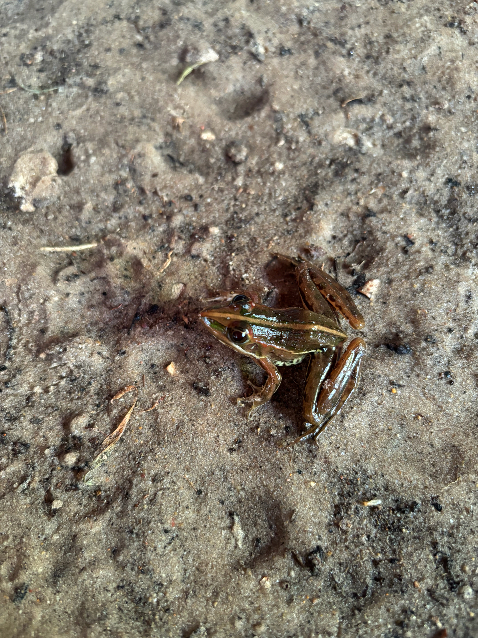 Bocage's Grassland Frog photo 8