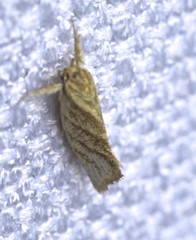 Lepidotarsa pentascia