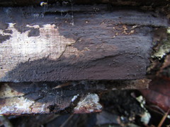 Dendrophora versiformis