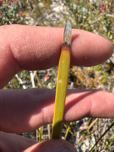 Lomandra hastilis, photograph 3