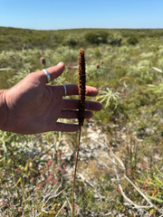 Lomandra hastilis