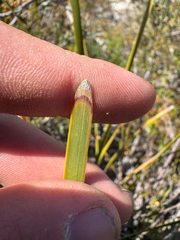Lomandra hastilis, photograph (c) Tyler Anthony, some rights reserved (CC BY)