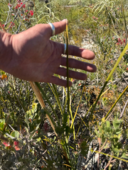 Lomandra hastilis, photograph (c) Tyler Anthony, some rights reserved (CC BY)