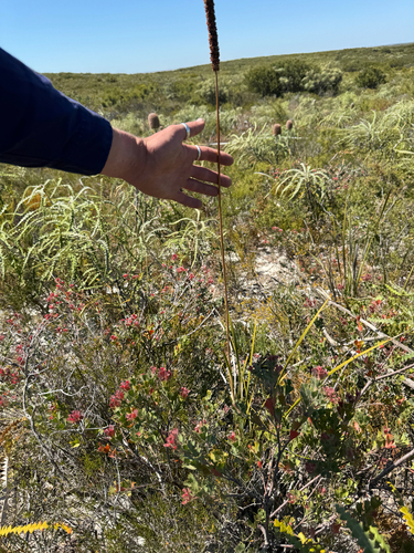 Lomandra hastilis, photograph 6
