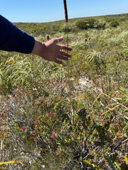 Lomandra hastilis, photograph (c) Tyler Anthony, some rights reserved (CC BY)
