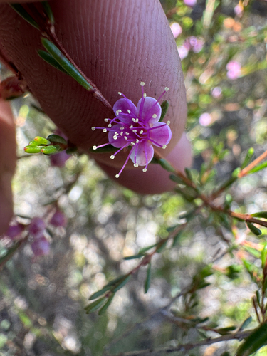 barrens myrtle (Hypocalymma jessicae)