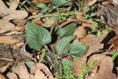 Viola villosa