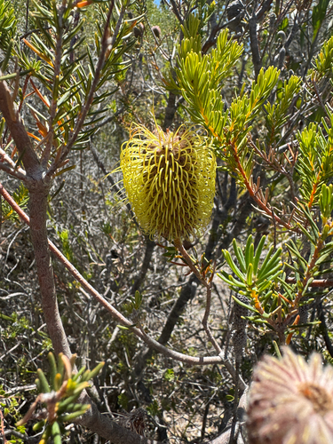 Teasel Banksia (Banksia pulchella)