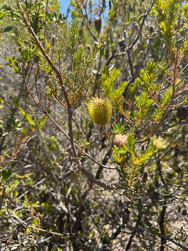 Banksia pulchella, photograph 2
