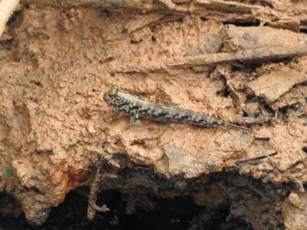 Dusky-gilled Mudskipper (Periophthalmus variabilis)