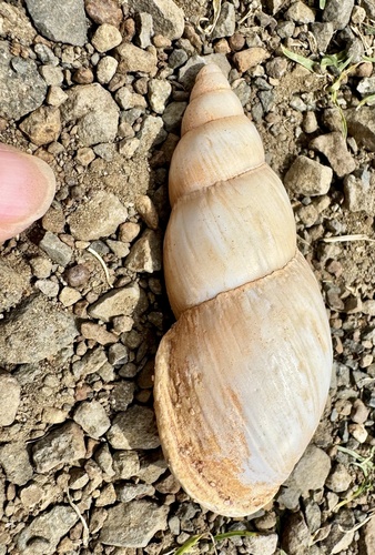 Placostylus ambagiosus ambagiosus, 2026-02-08