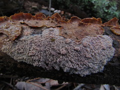 Phlebia rufa