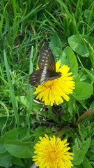Catasticta nimbice