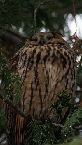 View observation of {o.common_name} on iNaturalist