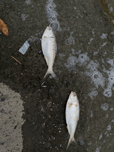 Chinese gizzard shad (Clupanodon thrissa) — Clupeidae