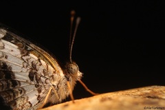 Castilia griseobasalis