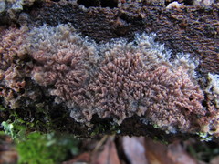 Phlebia rufa