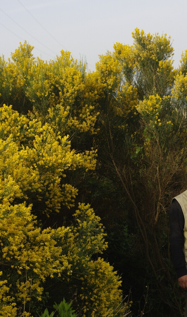Genista numidica