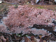 Phlebia rufa