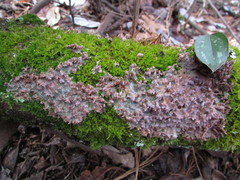 Phlebia rufa