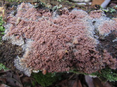 Phlebia rufa