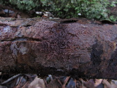 Phlebia rufa