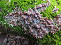 Phlebia rufa