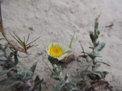 Noticastrum