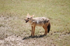 Canis lupaster bea
