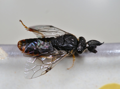 Diprionidae