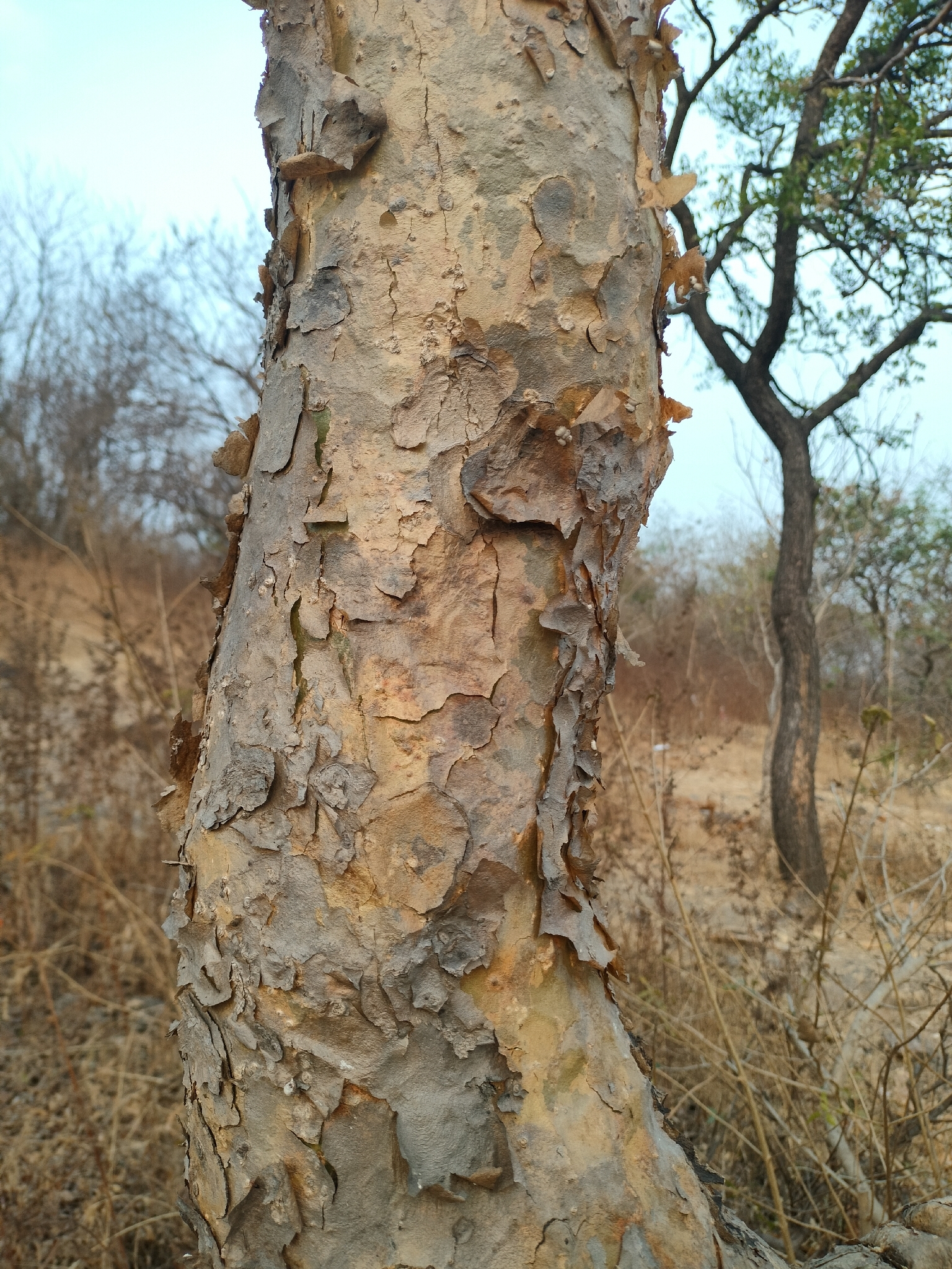 Indian frankincense