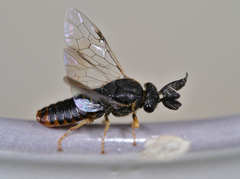 Diprionidae