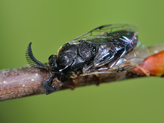 Diprionidae