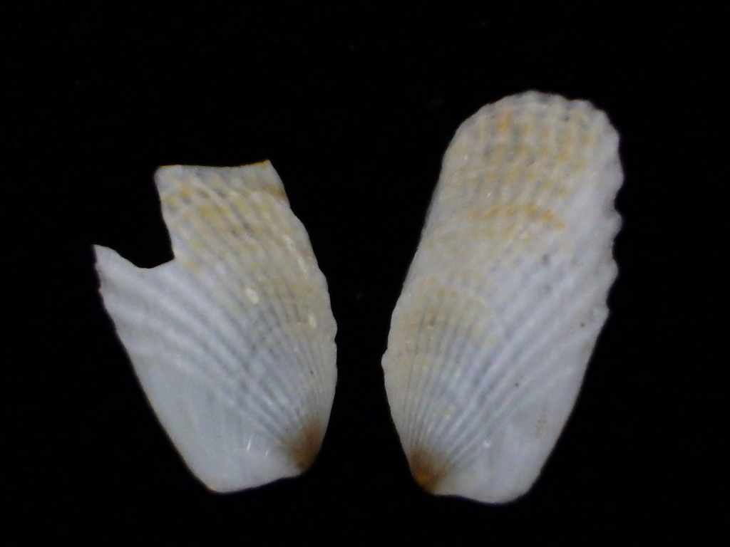 Kidderia