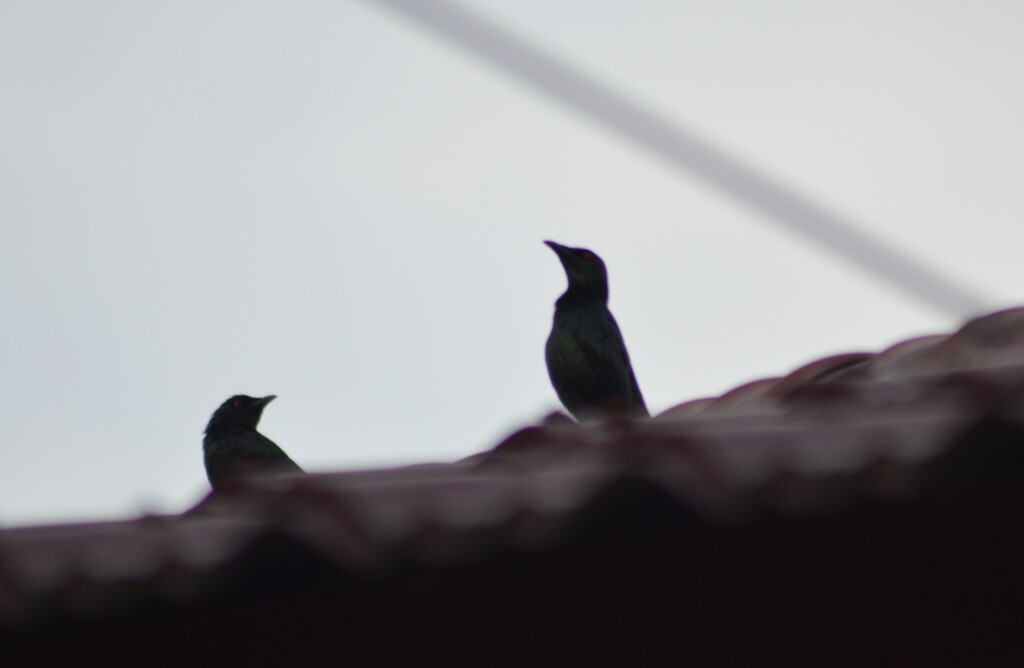 Asian Glossy Starling (Aplonis panayensis)