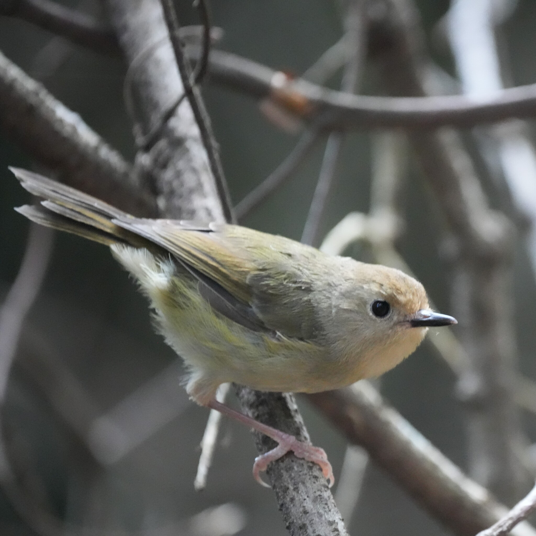 Large-billed Scrubwren (Sericornis magnirostra), photo 6