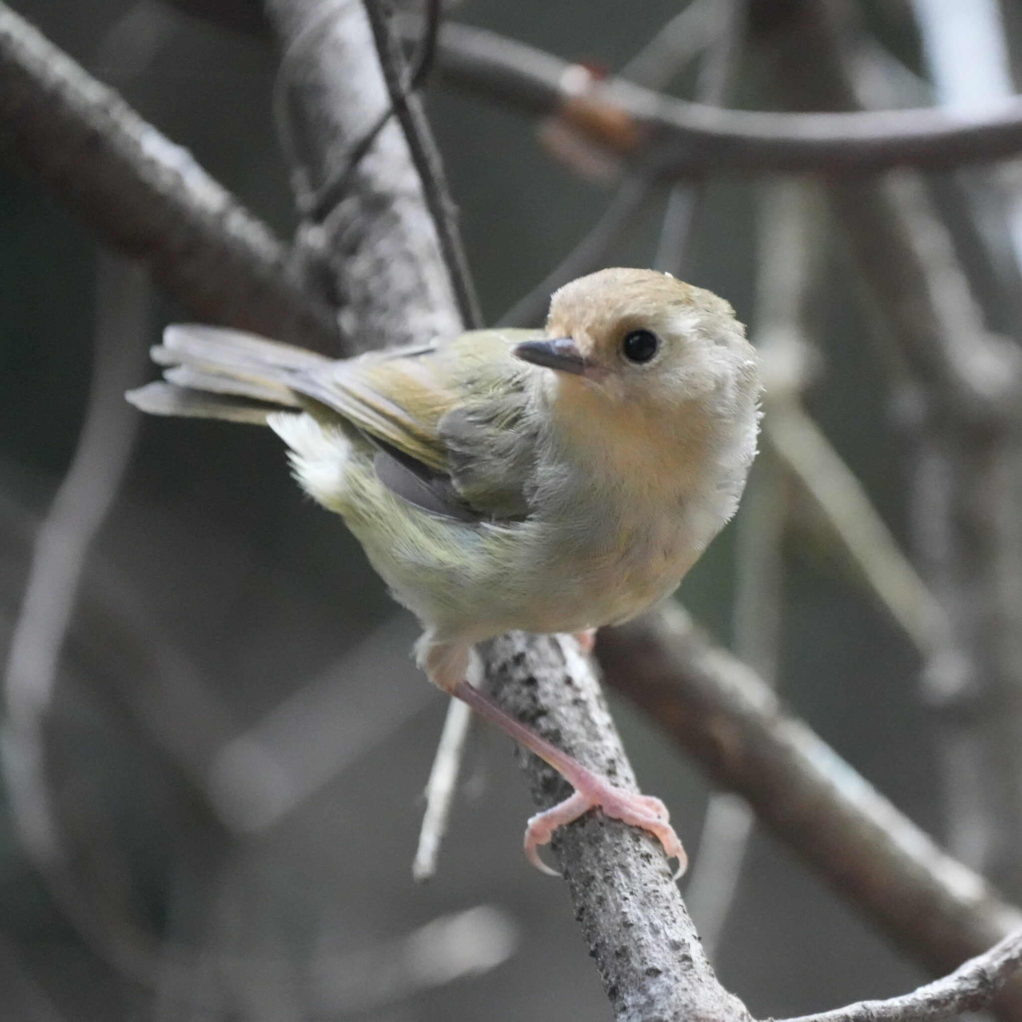 Large-billed Scrubwren (Sericornis magnirostra), photo 7