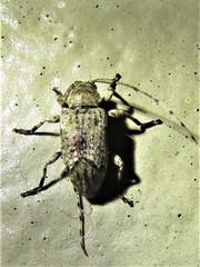 Sternidius mimeticus