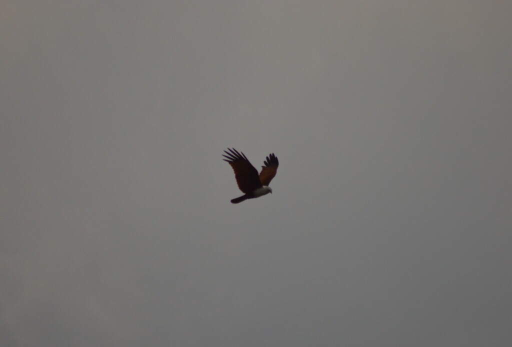 Brahminy Kite (Haliastur indus)