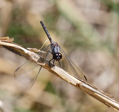 Dythemis nigrescens