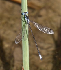 Lestes forficula